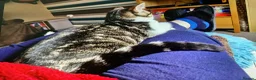 Mixed Breed cats for sale: Adorable tabby girl needs loving home in Newark - Advert 10