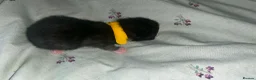 Domestic Shorthair cats for sale: Black and white and ginger kittens  in Leamington Spa - Advert 13