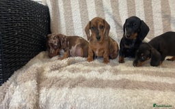 Miniature Dachshund dogs for sale: Beautiful Dachunds ready now  - Image 3