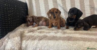 Miniature Dachshund dogs - Advert 10
