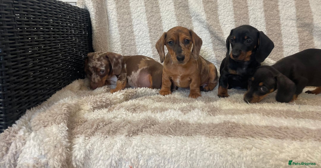Miniature Dachshund dogs for sale: Beautiful Dachunds ready now  - Image 3