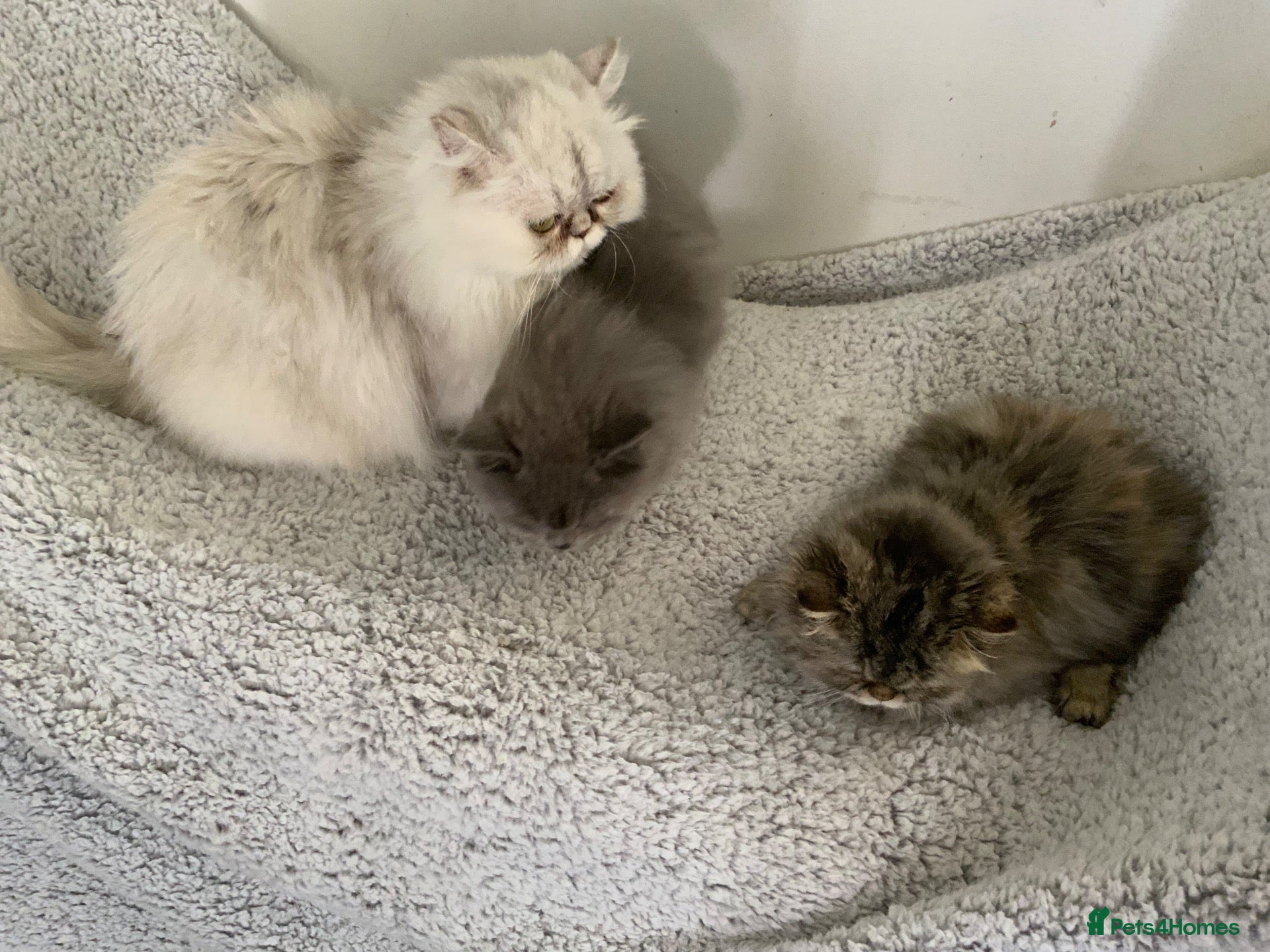 Persian cats 2 STUNNING FEMALE PERSIANS - Advert 6