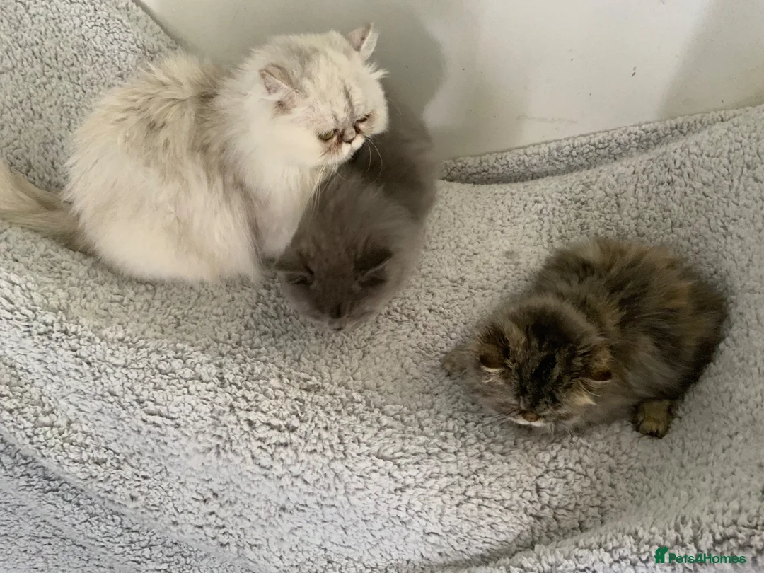Persian cats for sale: 2 STUNNING FEMALE PERSIANS - Advert 1