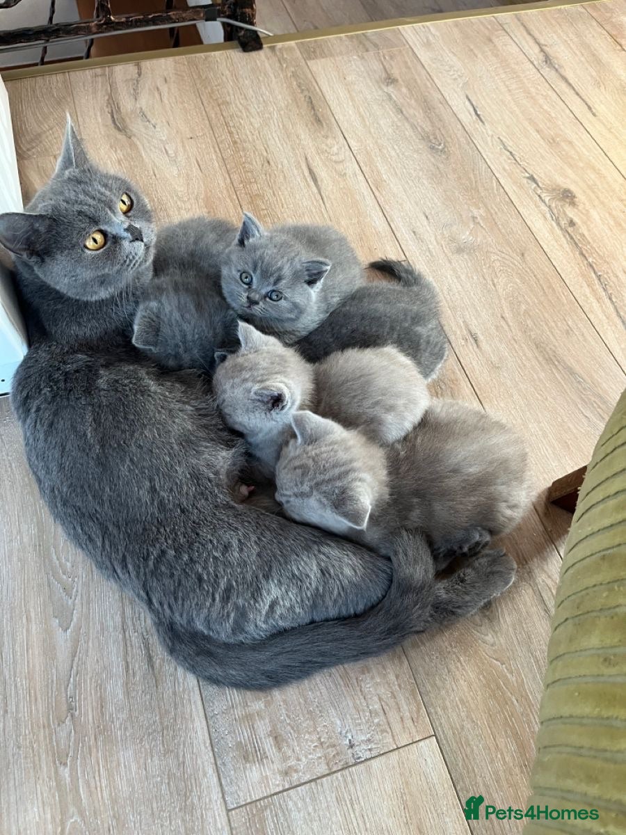 British Shorthair cats Beautiful Boy Looking for His Forever Home 🐾💙 - Advert 8