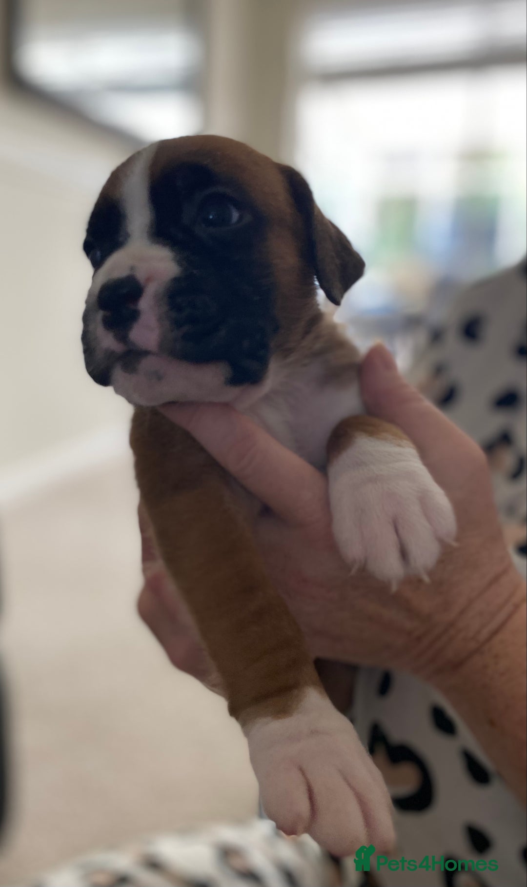 Boxer dogs for sale: Kc Boxer puppy’s bobtail and long licensed breeder - Image 23