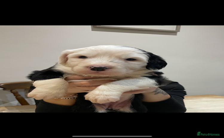 Old English Sheepdog dogs - Advert 3