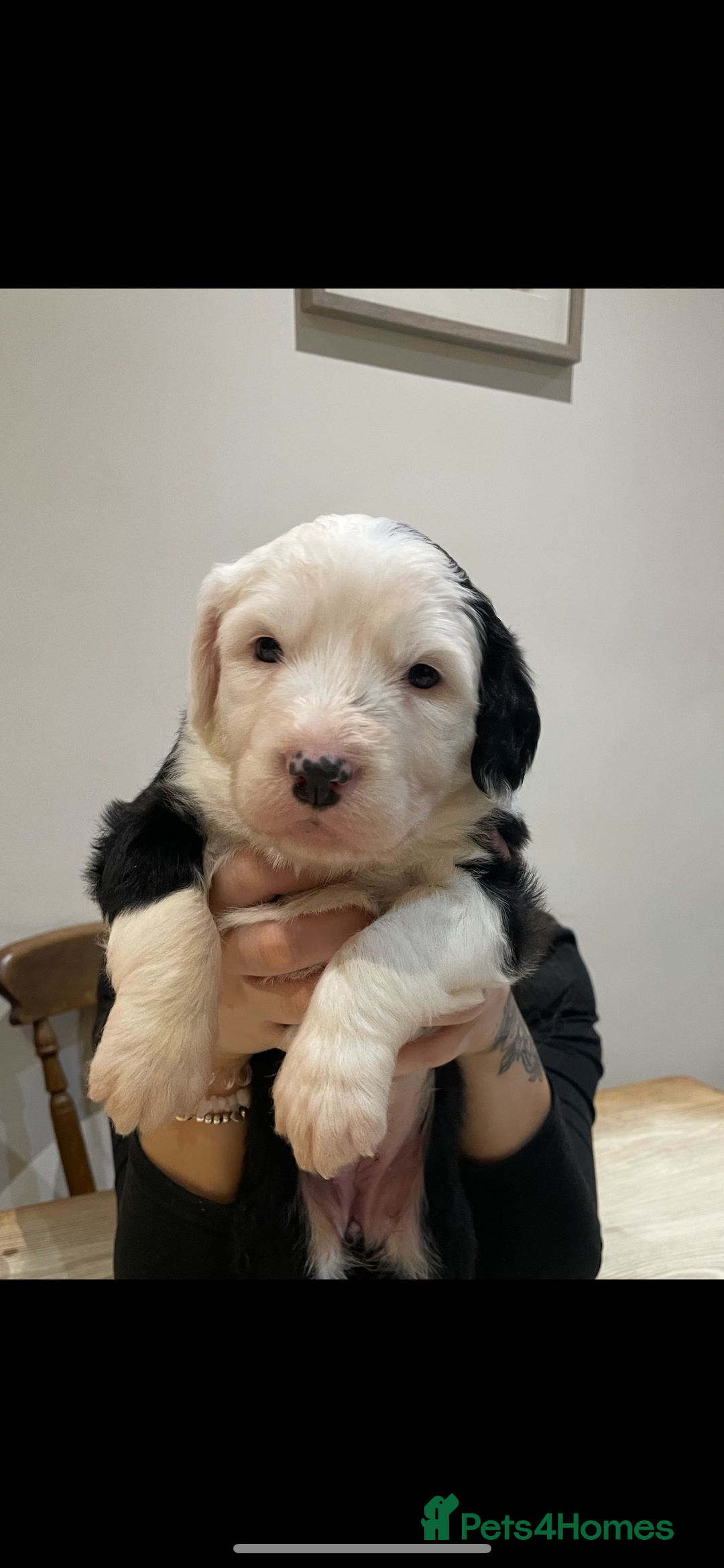 Old English Sheepdog dogs for sale: Pure old English sheepdog pups - Image 3