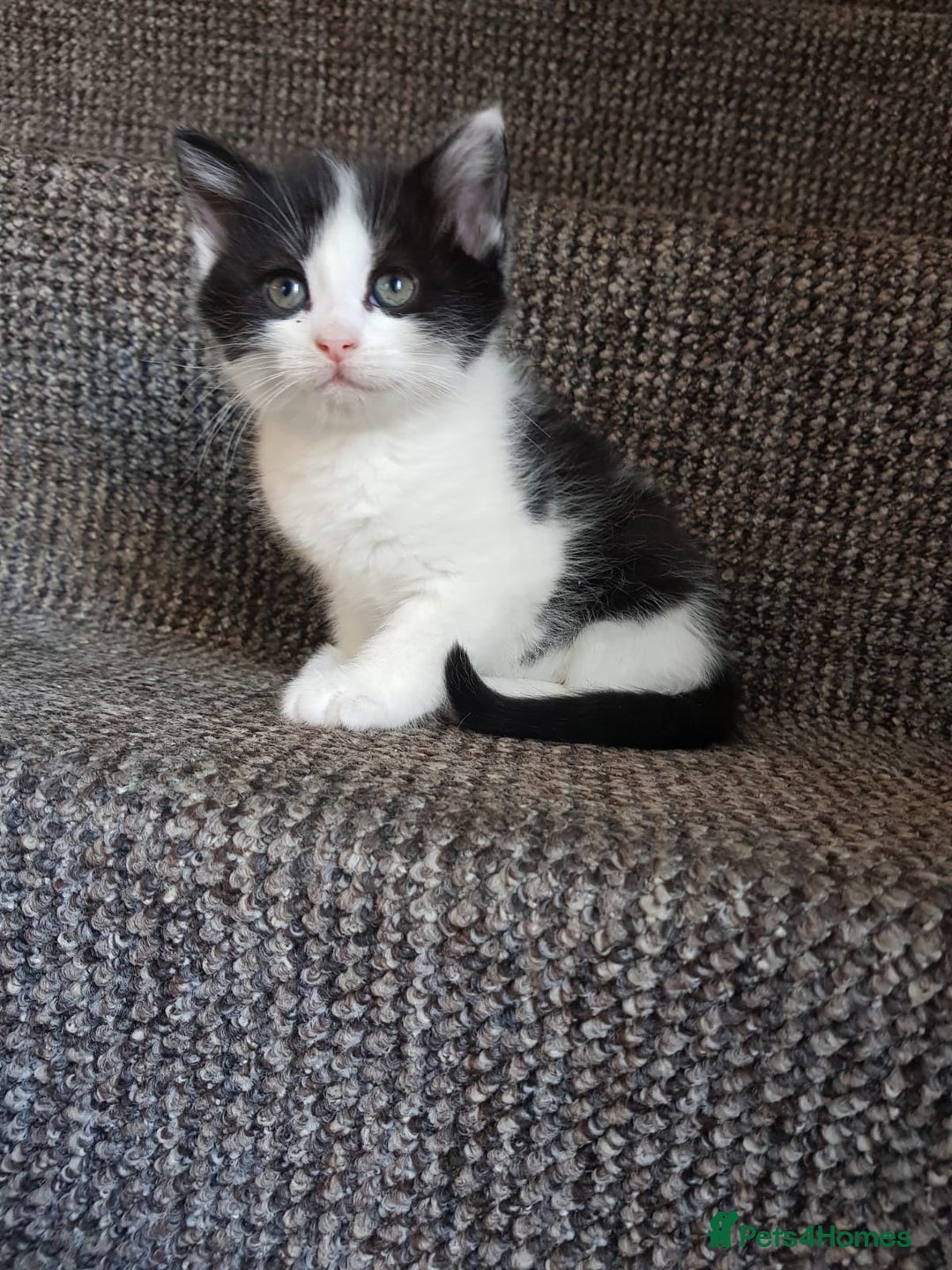 Mixed Breed cats for sale: Long & short-haired kittens  in Leicester - Image 4