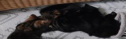 Mixed Breed cats for sale: Beautiful kittens looking for new home - Advert 11