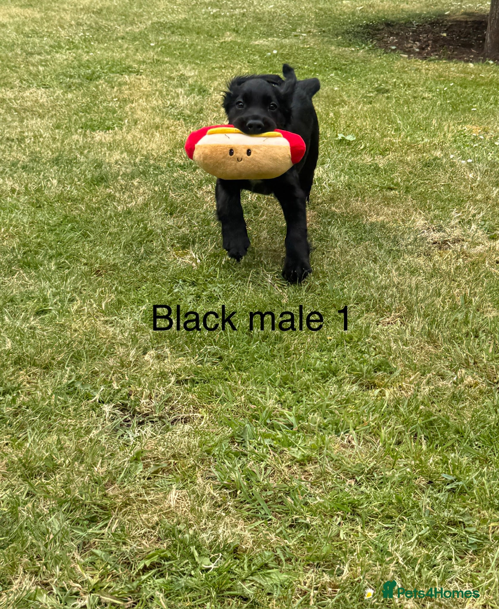 Cocker Spaniel dogs for sale: Beautiful cocker spaniel puppies *3 left* - Advert 17
