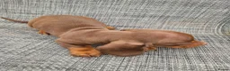 Dachshund dogs for sale: Dachshund puppies 8wks - Advert 15