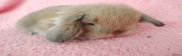 Mini Lop rabbits for sale: Baby mini Lops  for sale  - Advert 6