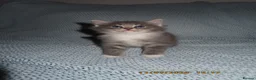 Siberian cats for sale: 🐾 Beautiful Siberian Kittens💙 - Advert 4