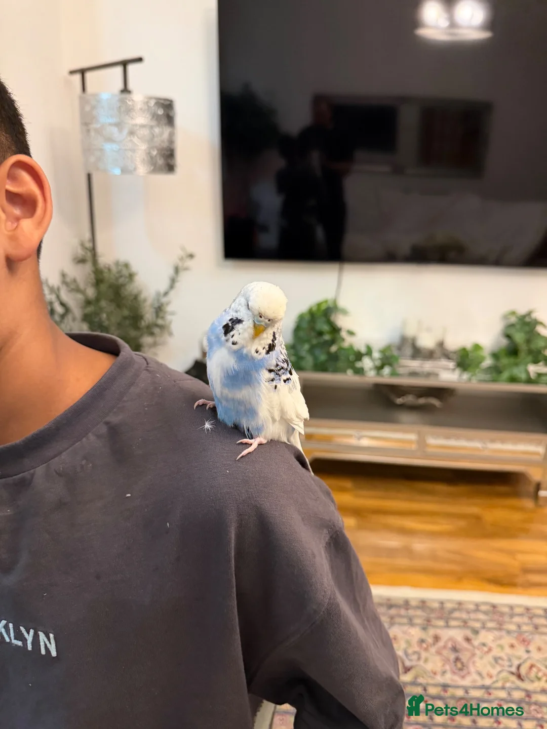 Budgerigars birds for sale: SILLY TAME BUDGIE REALLY FRIENDLY  - Advert 2