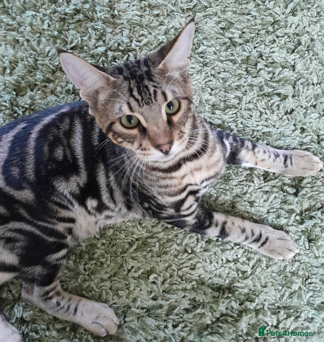 Savannah cats for sale: Full Pedigree TICA Reg F5 Savannah Boy Kitten - Image 26