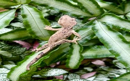 Lizard reptiles for sale: Mixture of Crested Geckos - Image 3