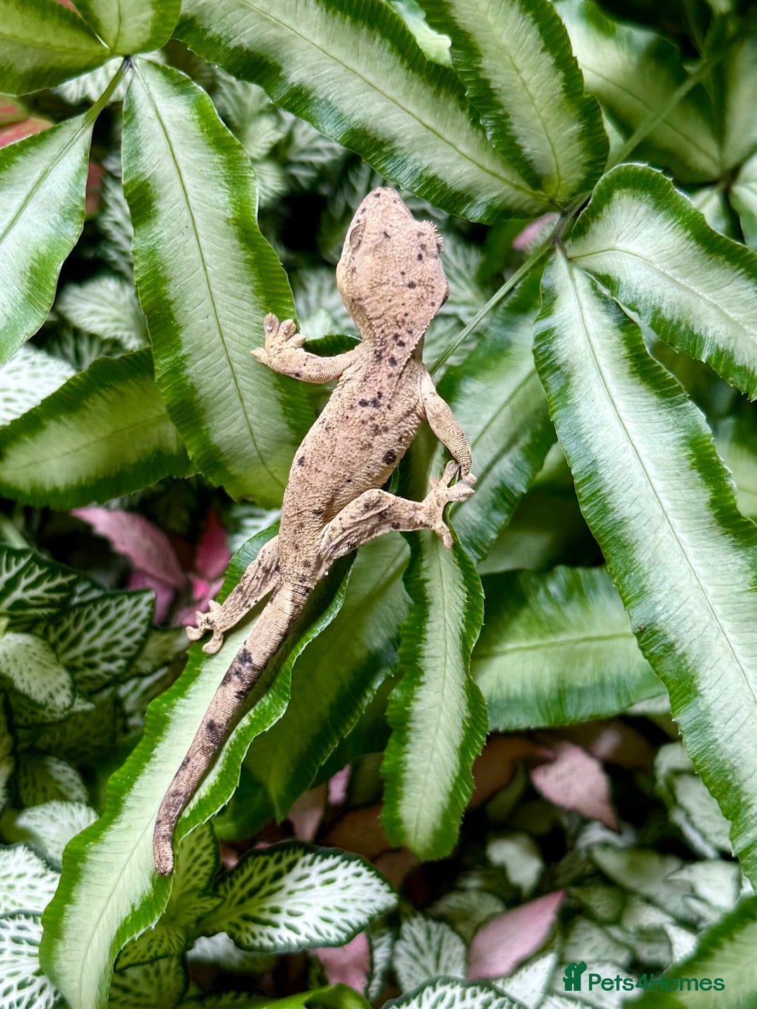 Lizard reptiles for sale: Mixture of Crested Geckos - Image 3