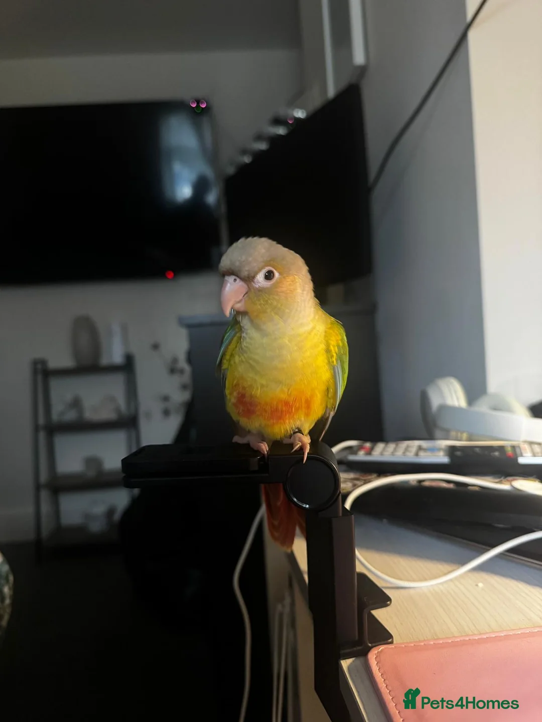 Conures birds for sale: Conure  in Newcastle upon Tyne - Advert 1
