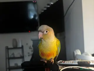 Conures birds Conure in Newcastle upon Tyne - Advert 2