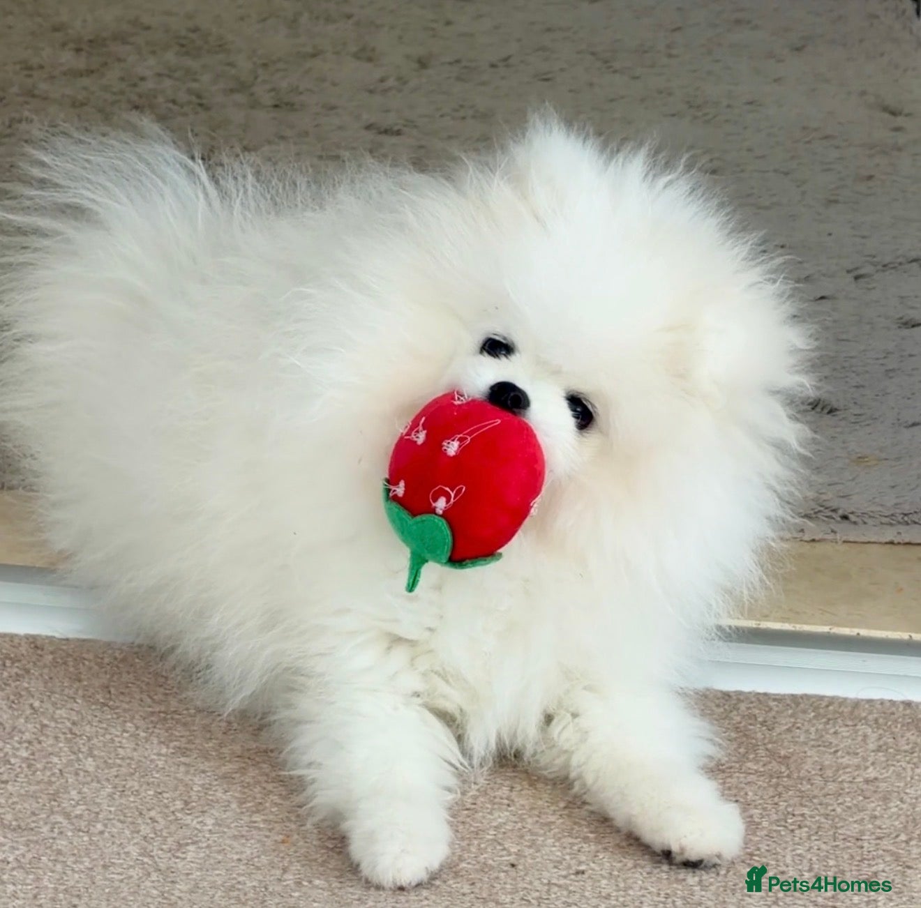 Pomeranian dogs ❤️Stunning KC fluffy pure white Pomeranian boy❤️ - Advert 12