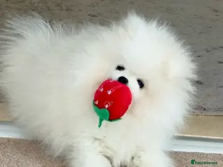 Pomeranian dogs ❤️Stunning KC fluffy pure white Pomeranian boy❤️ - Advert 12