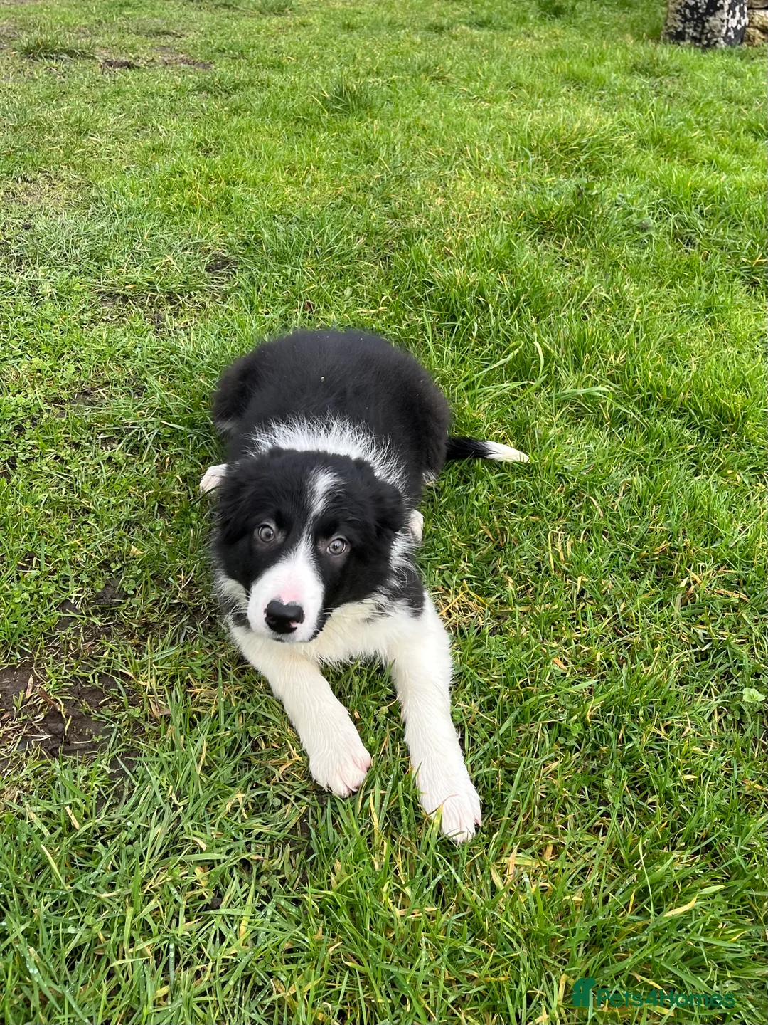 Border Collie dogs for sale: 12 weeks old lovely girl ready to go - Advert 3