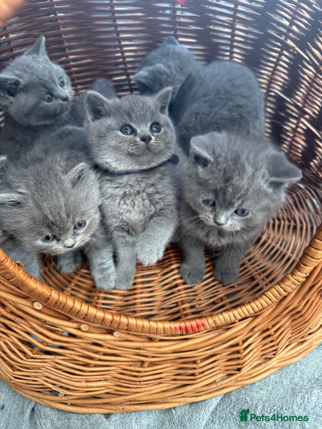 British Shorthair cats for sale: Gorgeous BHS kittens from grand champion gccf stud - Advert 4