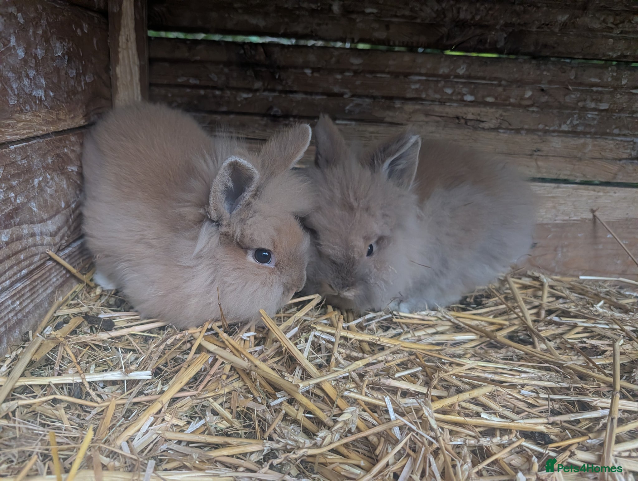 Lionhead rabbits 2 Male Fluffy Lion head bunnies for sale  - Advert 8