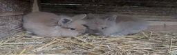 Lionhead rabbits for sale: 2 Male Fluffy Lion head bunnies for sale  - Advert 2