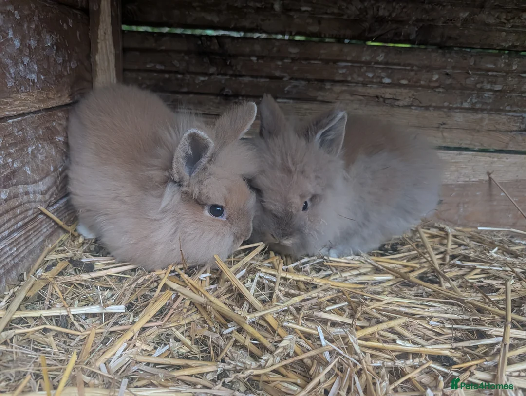 Lionhead rabbits for sale: 2 Male Fluffy Lion head bunnies for sale  - Advert 2