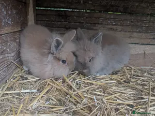 Lionhead rabbits 2 Male Fluffy Lion head bunnies for sale - Advert 1