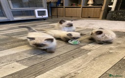 Ragdoll cats for sale: Ragdoll kitten  - Image 2