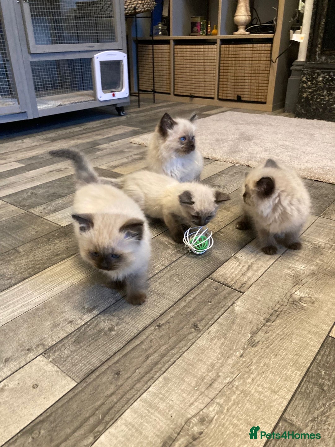 Ragdoll cats for sale: Ragdoll kitten  - Image 2