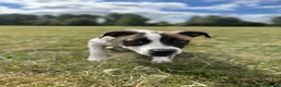 Mixed Breed dogs for sale: Staffordshire bull terrier x whippet mix - Advert 3
