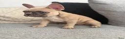 French Bulldog dogs for sale: 2 GIRLS LEFT REDUCED - French Bulldog Puppies 💕 - Advert 3