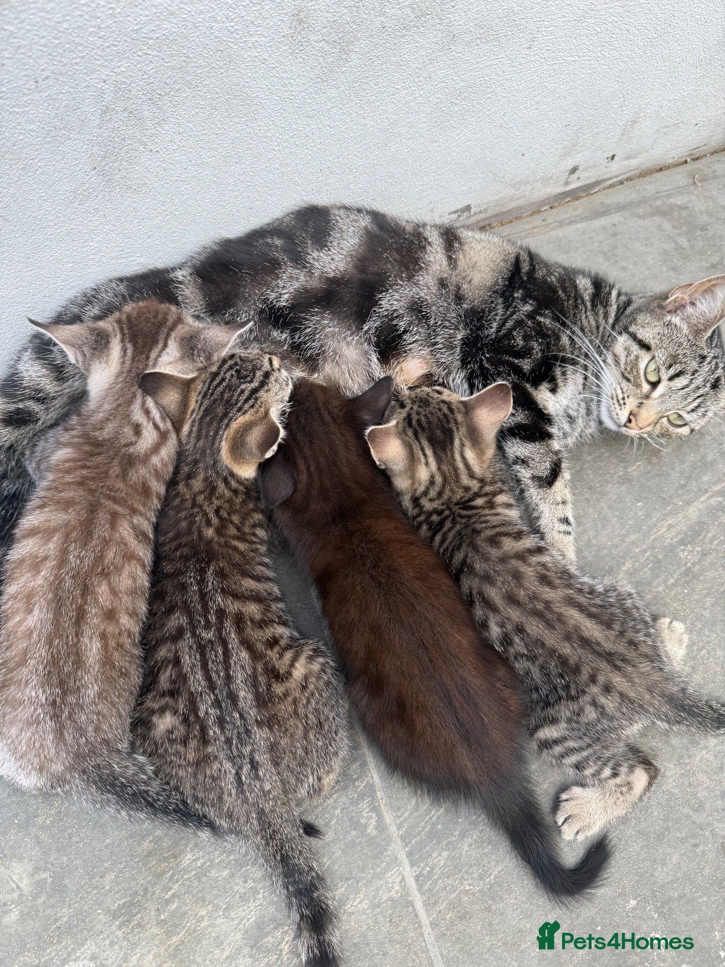 Mixed Breed cats 🐾 Adorable Kittens Looking for Loving Homes! 🐾 - Advert 1