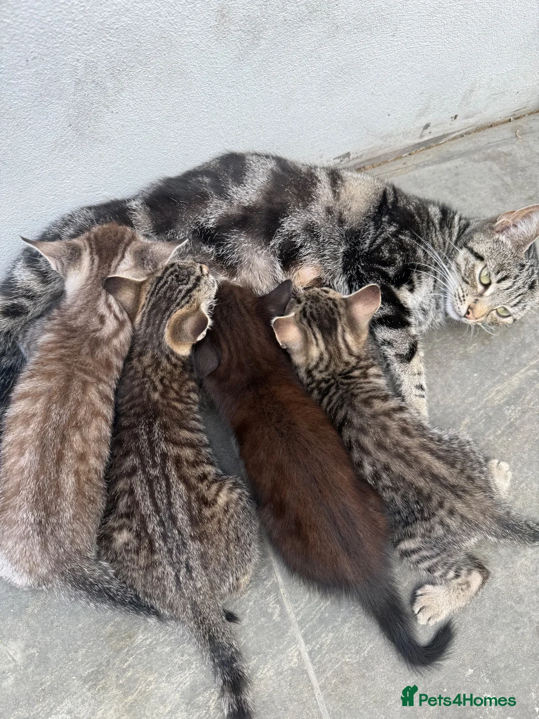 Mixed Breed cats for sale: 🐾 Adorable Kittens Looking for Loving Homes! 🐾 in London - Advert 1