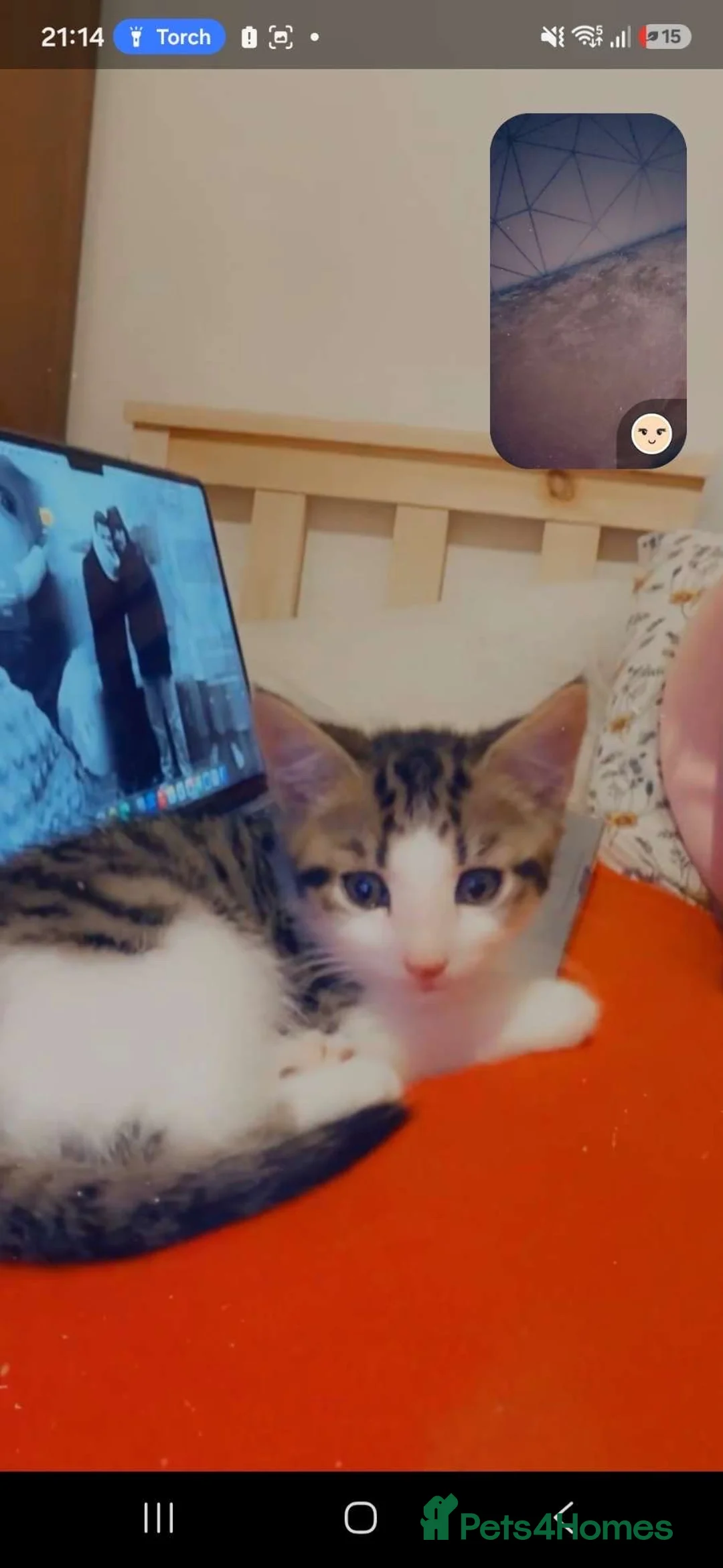 Mixed Breed cats for sale: Beautiful Kitten Looking for a Calm Home in Porth - Advert 2