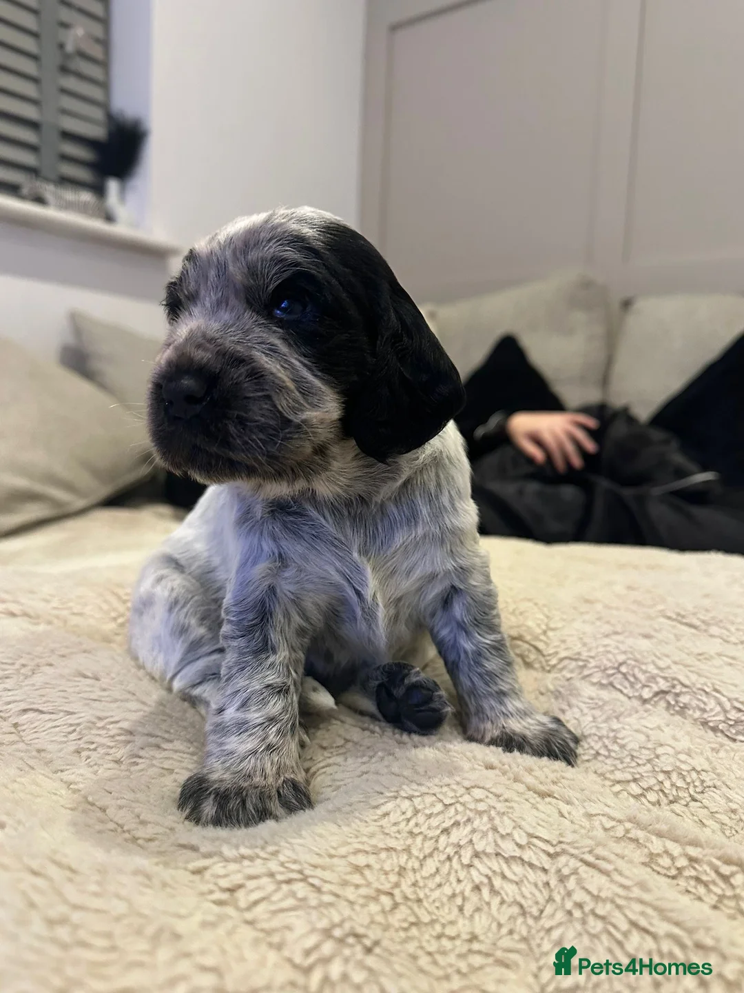 Cocker Spaniel dogs for sale: Working cocker spaniels - Advert 6