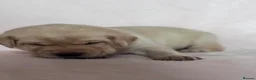 Labrador Retriever dogs for sale: Chunky yellow Labrador pups  - Advert 9