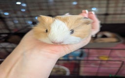 Guinea Pig rodents for sale: Baby guinea pigs  - Advert 22