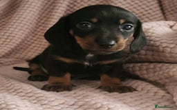Miniature Dachshund dogs for sale: Beautiful miniature dachshund  - Image 1