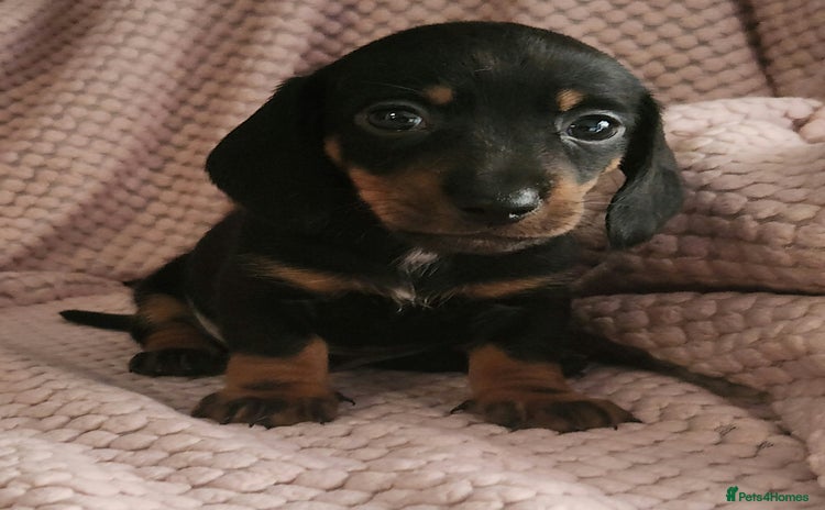 Miniature Dachshund dogs - Advert 9
