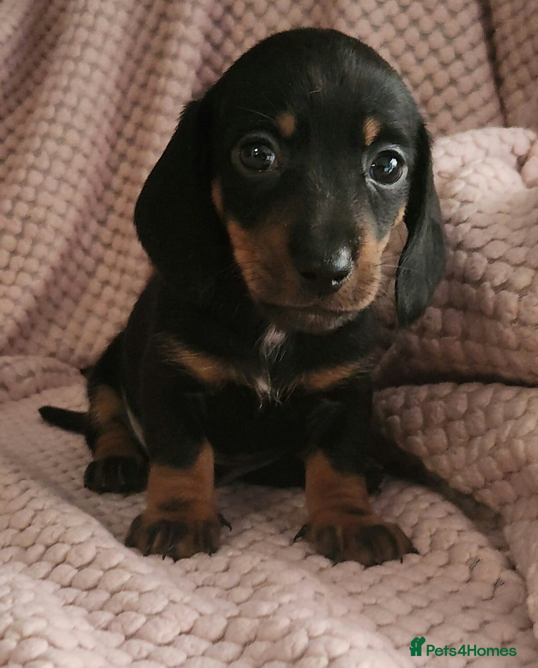 Miniature Dachshund dogs for sale: Beautiful miniature dachshund  - Image 1