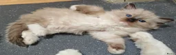 Ragdoll cats for sale: Purebred ragdolls Kittens for sale!  - Advert 3