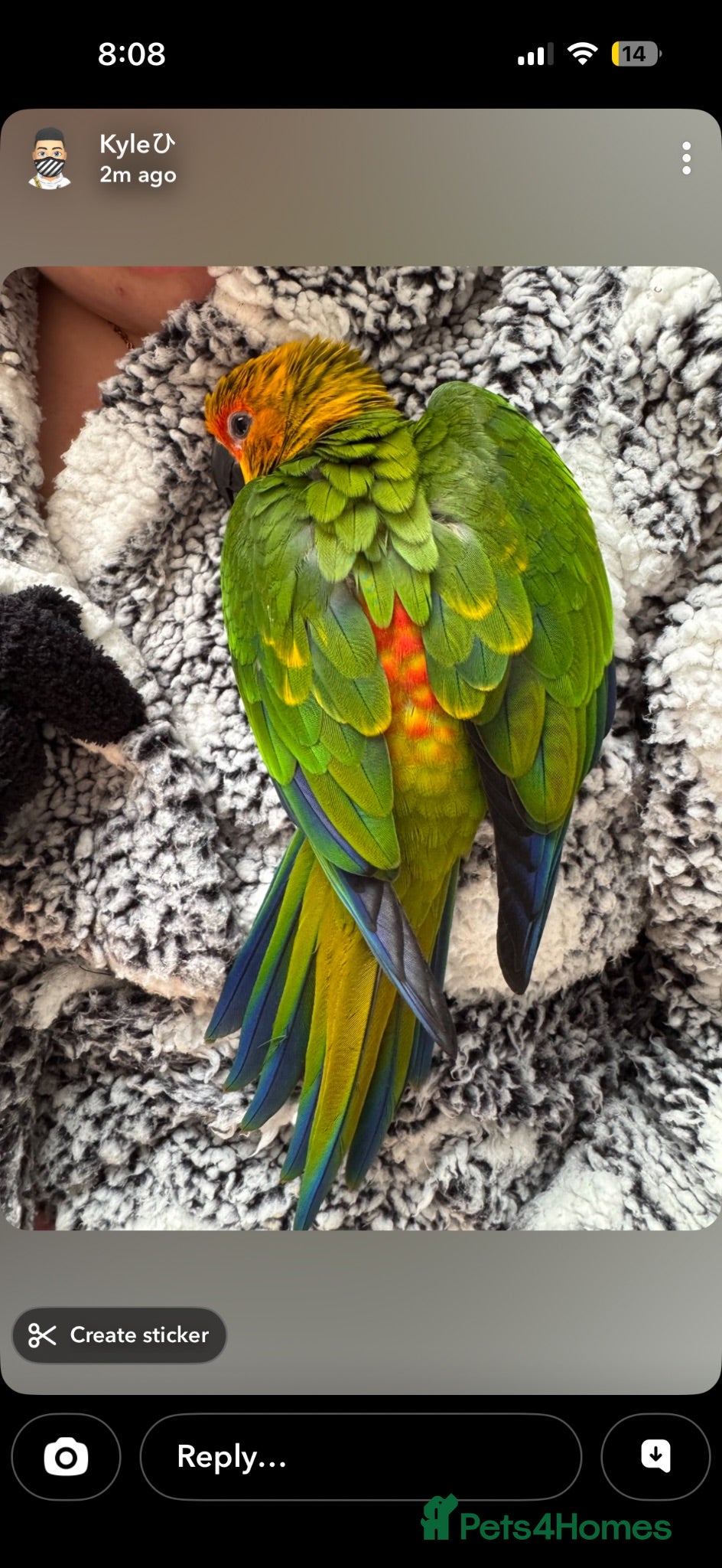 Conures birds Hand Tame Jenday Conure, Hand Reared - Advert 1
