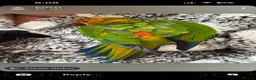 Conures birds for sale: Hand Tame Jenday Conure, Hand Reared - Advert 1