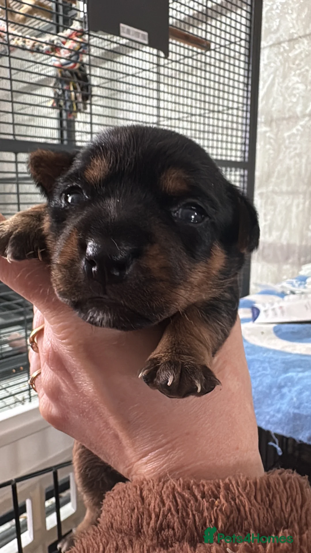 Jack Russell dogs for sale: Gorgeous, smooth coated Jack, short legged Jack  - Advert 1
