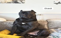 Cane Corso dogs for sale: Purebred champion bloodline cane corso puppies - Image 16