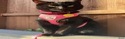 Domestic Shorthair cats for sale: Wendy - Black Cat 🐈‍⬛ - Advert 11